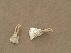 Trisidos tortuosa