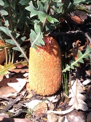 Banksia gardneri