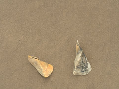 Trisidos tortuosa