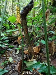 Amorphophallus hewittii