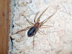 Mesiotelus mauritanicus