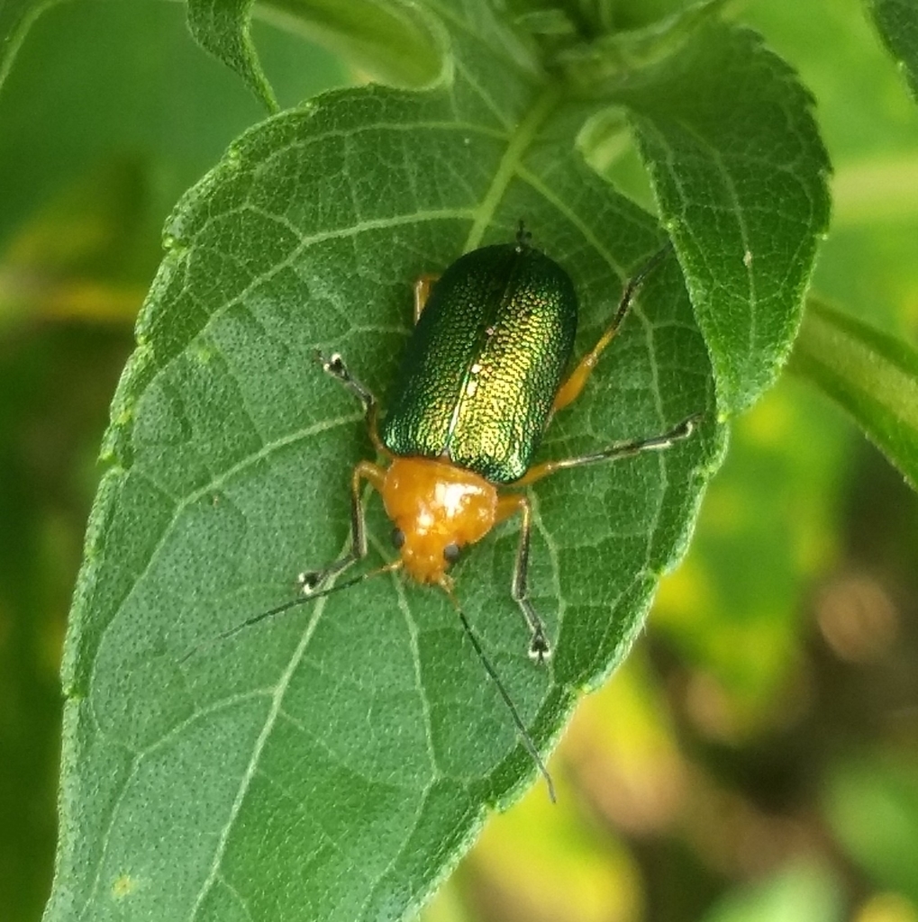 Metaxyonycha chloroptera