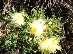 Banksia armata
