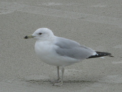 Larus delawarensis