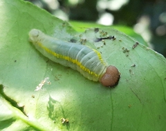 Achlyodini