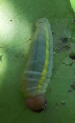Achlyodini
