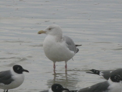Larus argentatus