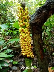 Amorphophallus hewittii