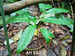 Amorphophallus hewittii