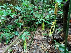 Amorphophallus hewittii