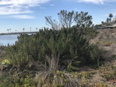 Baccharis pilularis consanguinea