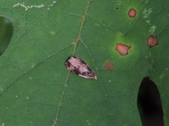 Olethreutes footiana