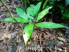 Amorphophallus hewittii