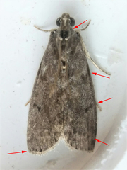 Oreana unicolorella