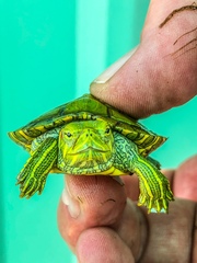 Trachemys scripta elegans