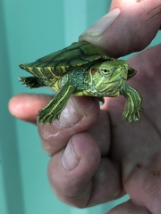 Trachemys scripta elegans