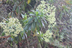 Baccharis brachylaenoides