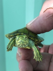 Trachemys scripta elegans