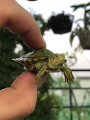 Trachemys scripta elegans