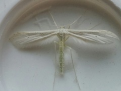 Hellinsia homodactylus