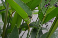 Pseudothemis zonata