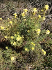 Petrophile divaricata