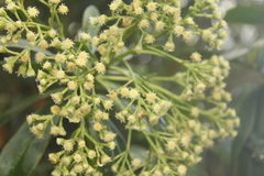 Baccharis brachylaenoides