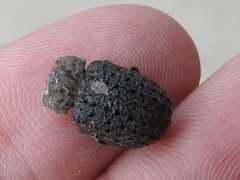 Trogidae