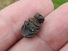 Trogidae