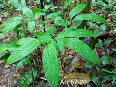 Amorphophallus hewittii