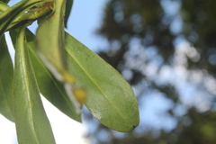 Baccharis brachylaenoides