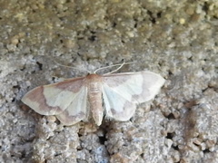 Idaea basinta