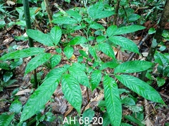 Amorphophallus hewittii