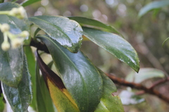 Baccharis brachylaenoides