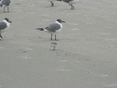 Leucophaeus atricilla