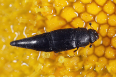Conotelus obscurus
