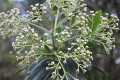 Baccharis brachylaenoides