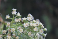 Baccharis brachylaenoides