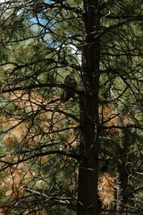 Strix occidentalis lucida