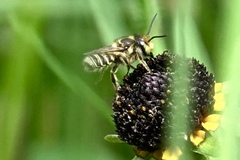 Megachile petulans