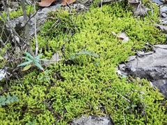 Pleurochaete