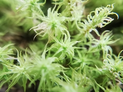 Pleurochaete