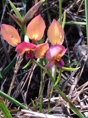 Diuris longifolia