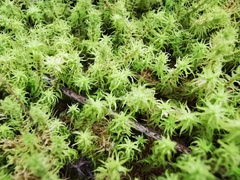 Pleurochaete