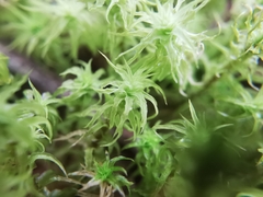 Pleurochaete