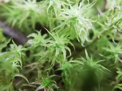 Pleurochaete