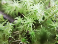 Pleurochaete