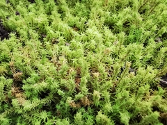 Pleurochaete