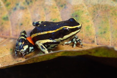 Boehmei's Poison Arrow Frog photo 2