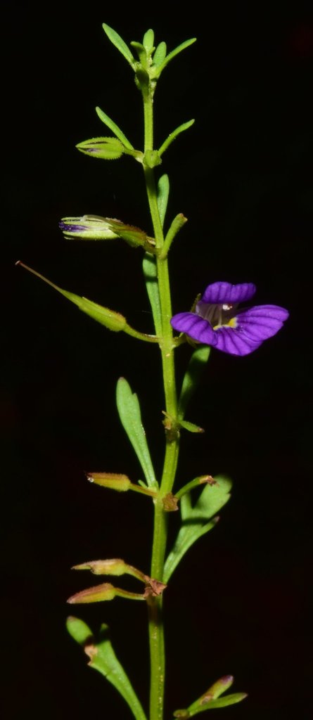 Schistophragma pusillum